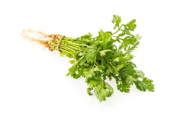 Coriander