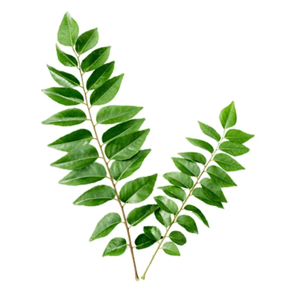 Curry Leaves