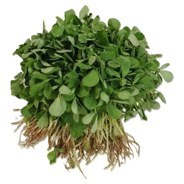 Fenugreek