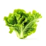 Lettuce